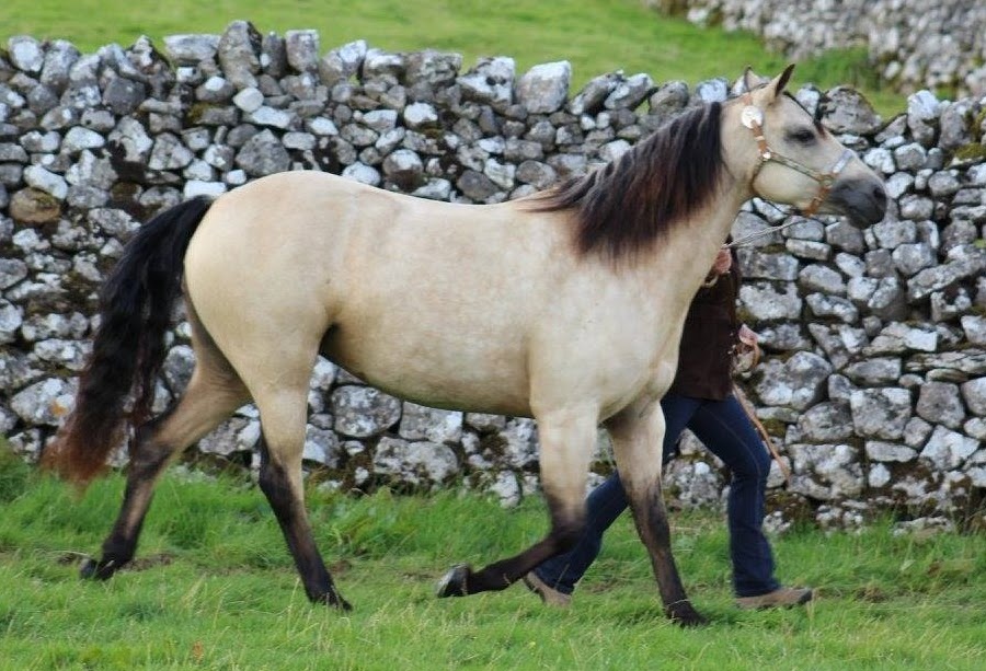 Quarter Horse cross Welsh Cob, Wilden Raindance
